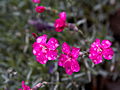 Dianthus allwoodii Alpinus IMG_6812 Goździk Allwooda